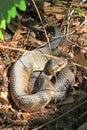 Cottonmouth Snake in the Swamp